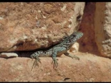 2000_mayab_yucatan_chichen_itza_lagarto