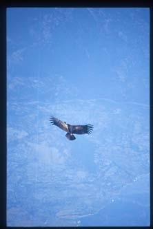 2002_peru_colca_condor_vertical