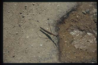 2002_peru_machu_picchu_insetto_stecco