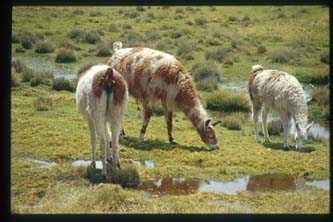 2002_peru_vizcachani_llama