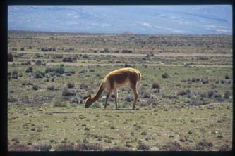 2002_peru_vizcachani_vicuna