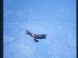 2002_peru_colca_condor_vertical