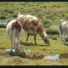 2002_peru_vizcachani_llama