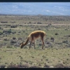 2002_peru_vizcachani_vicuna