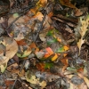 Boston Wild Life