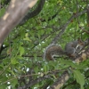 2008_boston_wild_life_14