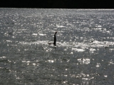 2008_boston_wild_life_27