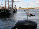 2008_boston_wild_life_40