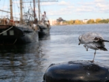 2008_boston_wild_life_41