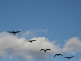 2008_boston_wild_life_43