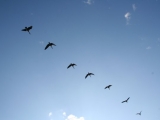 2008_boston_wild_life_45