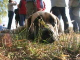 2008_boston_wild_life_46