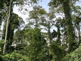 Malaysia & Borneo - Borneo - Sabah - Sabah Wildlife