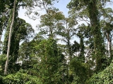 Malaysia & Borneo &raquo; Borneo &raquo; Sabah &raquo; Sabah Wildlife