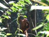 Sarawak Wildlife