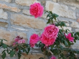 2011_istria_IMGB0537