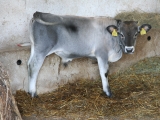 2011_istria_IMGB0713