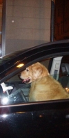 20080829_dogdriver_P8290805