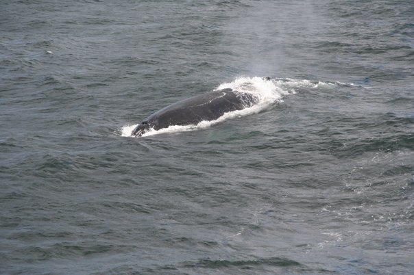 2008_whale_08