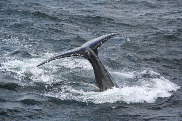 2008_whale_20