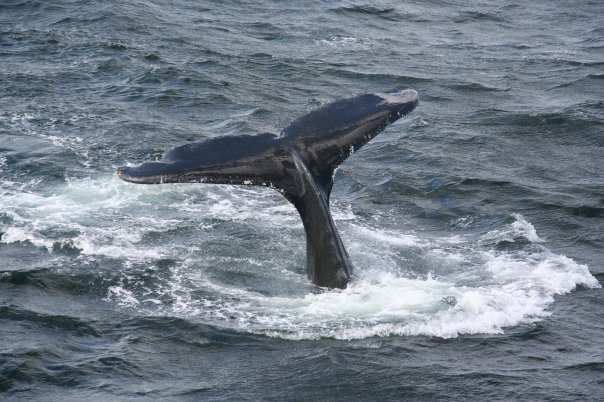 2008_whale_21