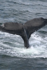 2008_whale_22