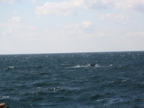 2008_whale_06