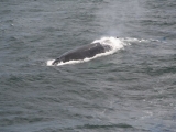 2008_whale_08