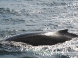 2008_whale_09