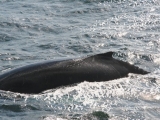 2008_whale_10