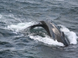 2008_whale_18