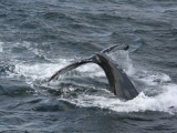 2008_whale_19