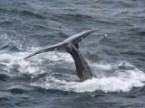 2008_whale_20