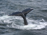 2008_whale_21