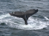 2008_whale_22