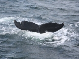 2008_whale_24